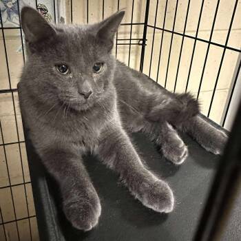 Rescue Domestic Short Hair Cats for Adoption in Washington, District Of Columbia - Pop Brothers: Shawn Mendes (16720) | PetCurious
