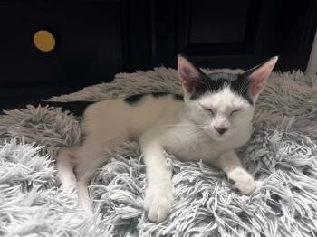 Tex Summerville -  Domestic Short Hair and Tuxedo Cat for Adoption in Chandler, Arizona - Tex Summerville | PetCurious