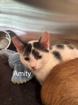 Domestic Short Hair Cats Available for Adoption in Hilton Head Island, South Carolina - Amity | PetCurious