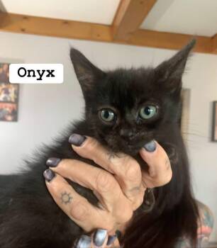 Onyx -  Domestic Long Hair and Maine Coon Cat for Adoption in Washington Township, New Jersey - Onyx | PetCurious