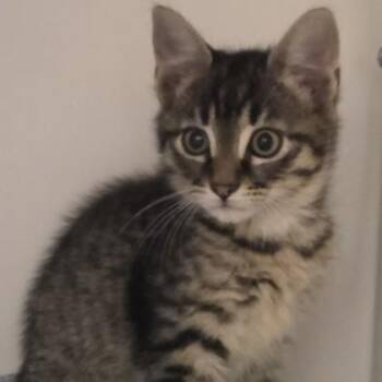 Domestic Short Hair Cats Available for Adoption in Voorhees Township, New Jersey - Oddball | PetCurious