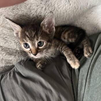 Mrs. Meyers -  Domestic Short Hair Cat for Adoption in Westminster, California - Mrs. Meyers | PetCurious