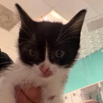 Domestic Short Hair Cats Available for Adoption in Lake Jackson, Texas - Jessie | PetCurious