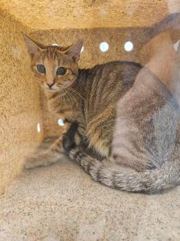 Working Cat: Angelica -  Domestic Short Hair Cat for Adoption in Bloomington, Indiana - Working Cat: Angelica | PetCurious