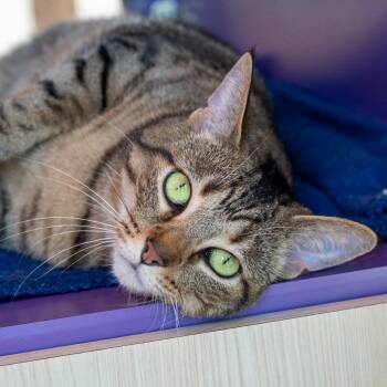 Emmy -  Domestic Short Hair Cat for Adoption in Pontiac, Michigan - Emmy | PetCurious