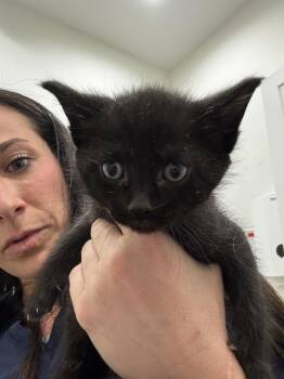 Domestic Short Hair Cats Available for Adoption in Brewster, New York - Chuck (Minnie