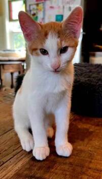 Rescue Tabby Cats for Adoption in Franklin, Tennessee - KITTEN CRASH | PetCurious