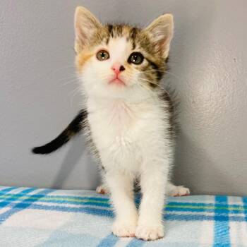 Lavender -  Domestic Short Hair Cat for Adoption in Cabot, Arkansas - Lavender | PetCurious