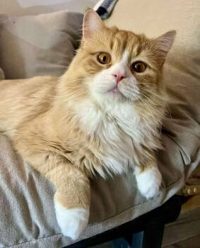 Maine Coon Cats Available for Adoption - Wrigley | PetCurious
