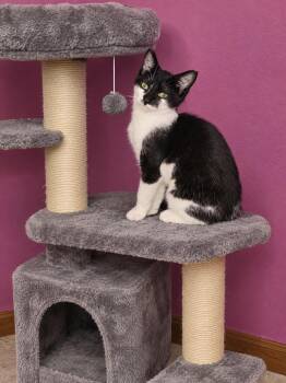 Gremlin -  Domestic Short Hair Cat for Adoption in Belchertown, Massachusetts - Gremlin | PetCurious