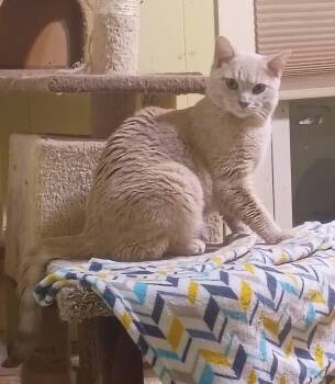 Key Lime needs kitty friend -  Domestic Short Hair Cat for Adoption in Hendersonville, Tennessee - Key Lime Needs Kitty Friend | PetCurious