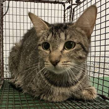 Lucky -  Domestic Short Hair Cat for Adoption in San Gabriel, California - Lucky | PetCurious
