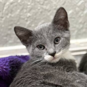 Rescue Domestic Short Hair Cats for Adoption in New Smyrna Beach, Florida - Aurora | PetCurious