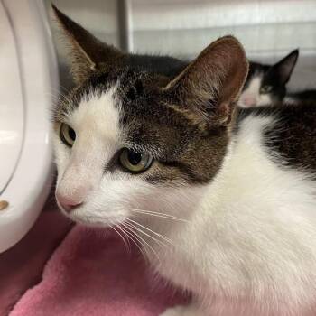 0982-C26 -  Domestic Short Hair Cat for Adoption in Port Charlotte, Florida - 0982-C26 | PetCurious