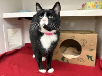 Domestic Medium Hair Cats Available for Adoption - TAURIEL | PetCurious