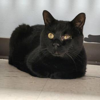 Rescue Domestic Short Hair Cats for Adoption in Renfrew, Pennsylvania - Hammy | PetCurious