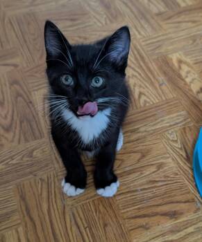 RUNE -  Domestic Short Hair and Tuxedo Cat Available for Adoption in Elgin, South Carolina - RUNE | PetCurious