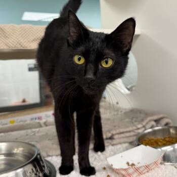 Domestic Short Hair Cats Available for Adoption in West Palm Beach, Florida - Missy | PetCurious