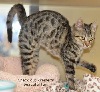 KREIDER -  Tabby Cat for Adoption in San Clemente, California - KREIDER | PetCurious