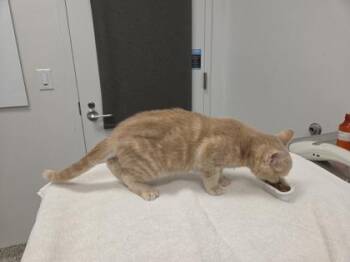 Garfield -  Domestic Short Hair Cat for Adoption in Kansas City, Missouri - Garfield | PetCurious