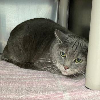Lia -  Domestic Short Hair Cat for Adoption in Roanoke, Virginia - Lia | PetCurious
