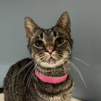 Domestic Short Hair Cats Available for Adoption - Catnip | PetCurious