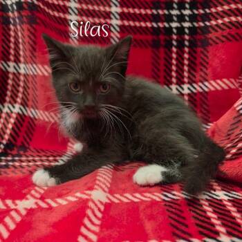 Silas -  Domestic Short Hair Cat for Adoption in Parkersburg, West Virginia - Silas | PetCurious
