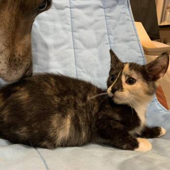Newfie -  Domestic Short Hair Cat for Adoption in Abbotsford, British Columbia - Newfie | PetCurious