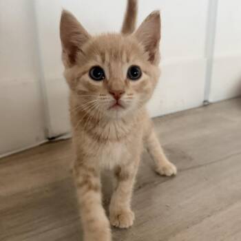 Skywalker -  Domestic Long Hair Cat for Adoption in Tustin, California - Skywalker | PetCurious