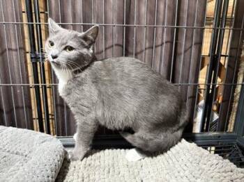 Domestic Short Hair Cats Available for Adoption in Wilkesboro, North Carolina - Chive | PetCurious