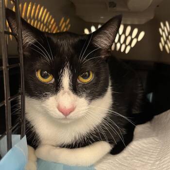 Ginger Snap -  Domestic Short Hair Cat for Adoption in West Palm Beach, Florida - Ginger Snap | PetCurious
