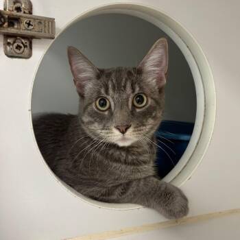 Domestic Short Hair Cats Available for Adoption in Clavet, Saskatchewan - Slinky | PetCurious
