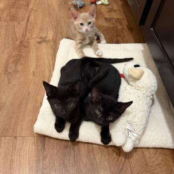 Bobby -  Domestic Short Hair Cat for Adoption in Tallahassee, Florida - Bobby | PetCurious
