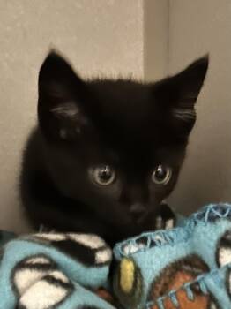 Pinky -  Domestic Short Hair Cat for Adoption in Mason City, Iowa - Pinky | PetCurious