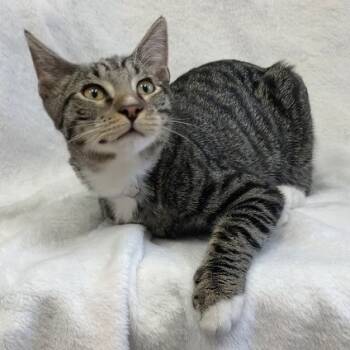 Rescue Domestic Short Hair Cats for Adoption in Hawthorne, California - Cruz | PetCurious