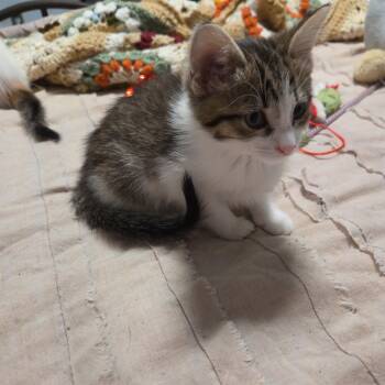 York -  Domestic Short Hair Cat for Adoption in Minneapolis, Minnesota - York | PetCurious