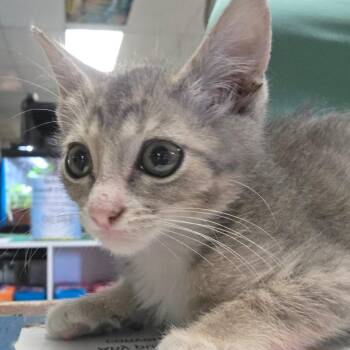 Misty -  Domestic Short Hair Cat for Adoption in Elfin Forest, California - Misty | PetCurious