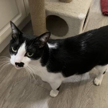 Mac -  Domestic Short Hair Cat for Adoption in Las Vegas, Nevada - Mac | PetCurious