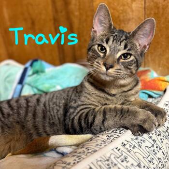 Rescue Domestic Short Hair Cats for Adoption in Little Falls, New York - Travis | PetCurious