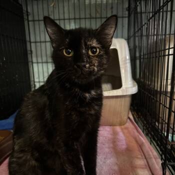 Rescue Domestic Short Hair Cats for Adoption in Mount Vernon, Arkansas - Claw-Dia | PetCurious