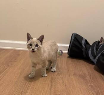 Domestic Short Hair Cats Available for Adoption - Yelnats | PetCurious