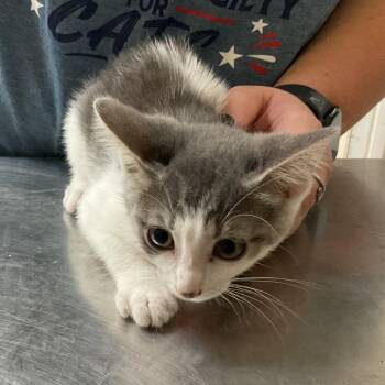 Ellen -  Domestic Short Hair Cat for Adoption in Monroe, Louisiana - Ellen | PetCurious