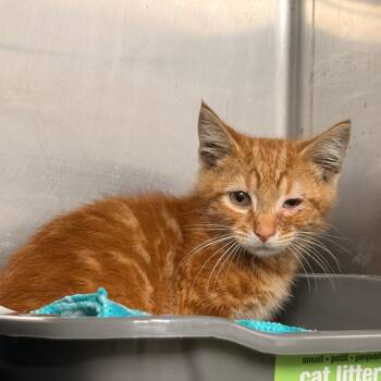 Dorito -  Domestic Short Hair Cat for Adoption in Franklin, North Carolina - Dorito | PetCurious
