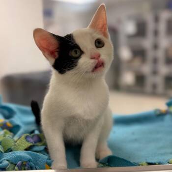Everything Nice -  Domestic Short Hair Cat for Adoption in Evansville, Indiana - Everything Nice | PetCurious