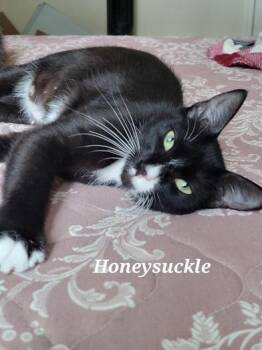 Honeysuckle -  Domestic Short Hair Cat for Adoption in Liverpool, Texas - Honeysuckle | PetCurious