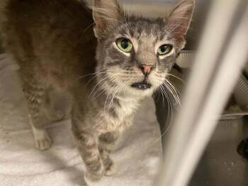 CHAMP -  Domestic Medium Hair Cat for Adoption in Tustin, California - CHAMP | PetCurious