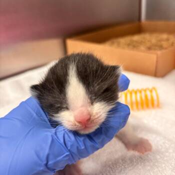 Domestic Short Hair Cats Available for Adoption in Lynchburg, Virginia - Dale | PetCurious
