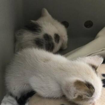 BABY GLOOP -  Domestic Short Hair Cat for Adoption in Riverside, California - BABY GLOOP | PetCurious