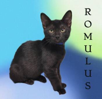 ROMULUS -  Domestic Short Hair Cat for Adoption in Sarasota, Florida - ROMULUS | PetCurious