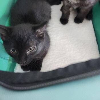 Sully -  Domestic Short Hair Cat Available for Adoption in Kingman, Arizona - Sully | PetCurious